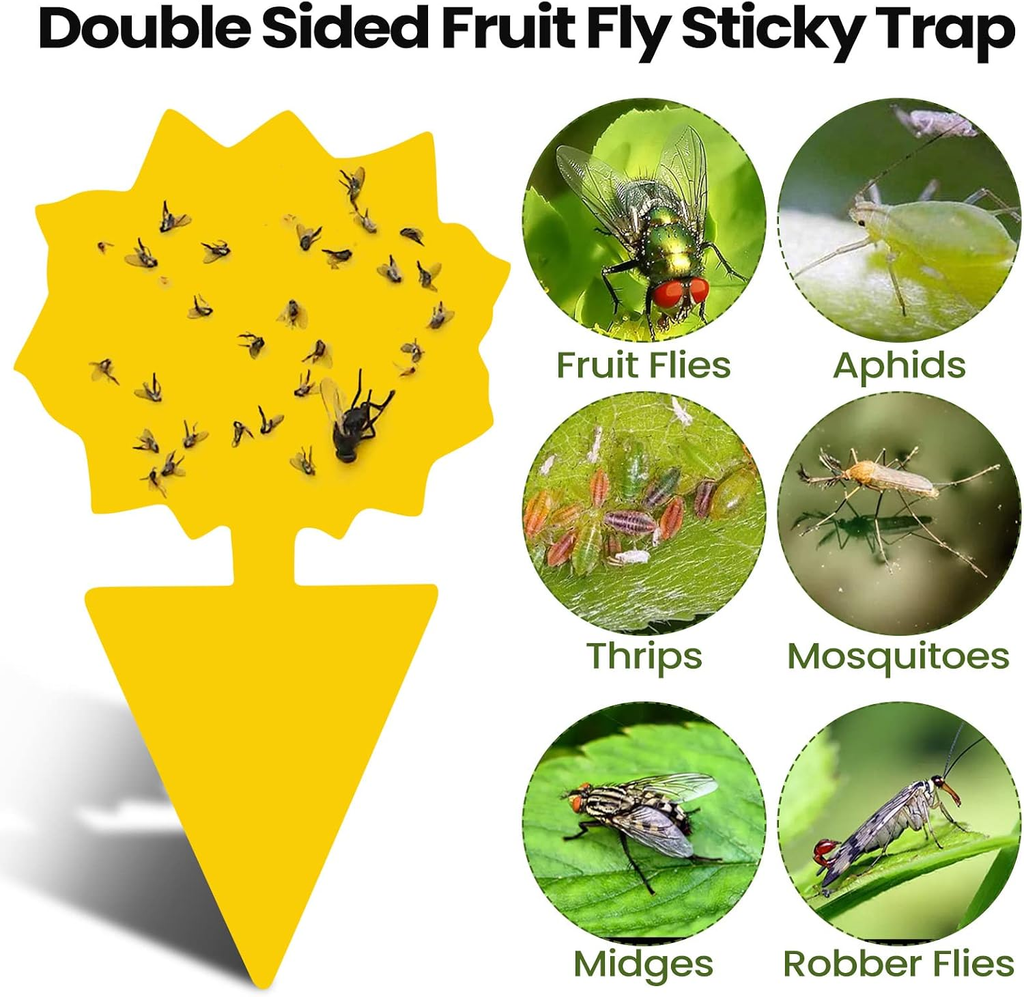 200 Sheets Fruit Fly Sticky Traps for Fruit Fly Gnat Trap for House Indoors Stic